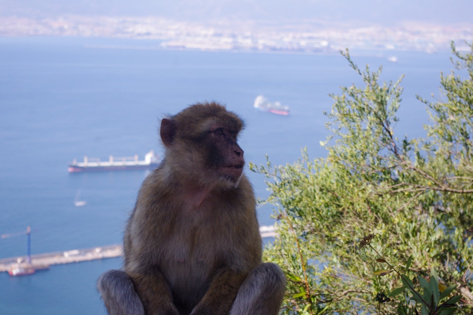 Gibraltaras  min
